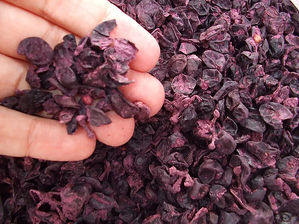 Bagaço de uva utilizado na produção de biofertilizante