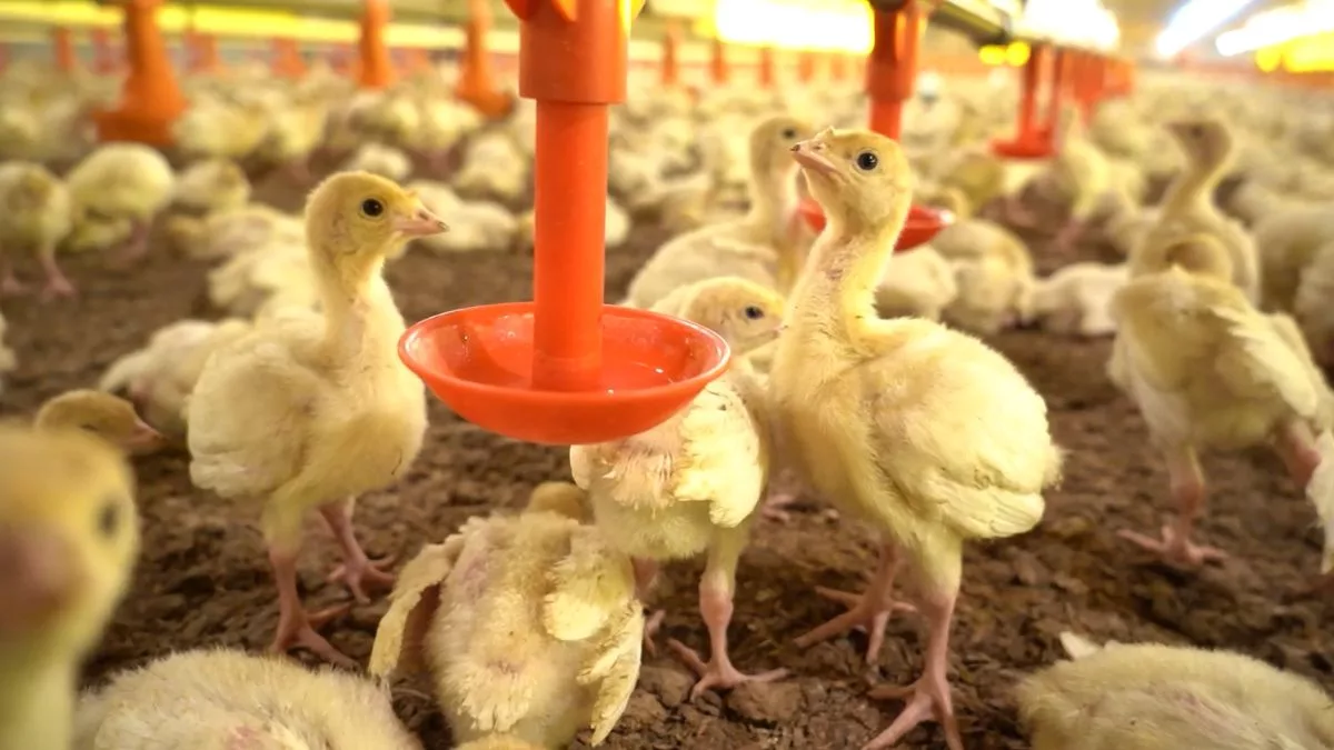 Filhotes de aves em ambiente de criação com bebedouros automáticos.