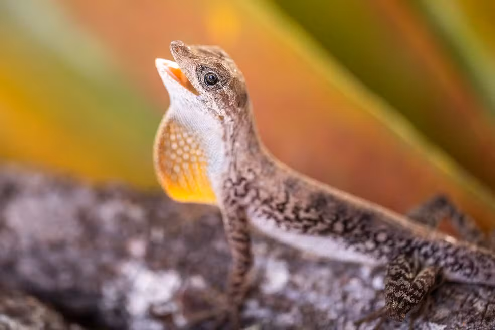 Expedição científica na Serra do Aracá, no Amazonas