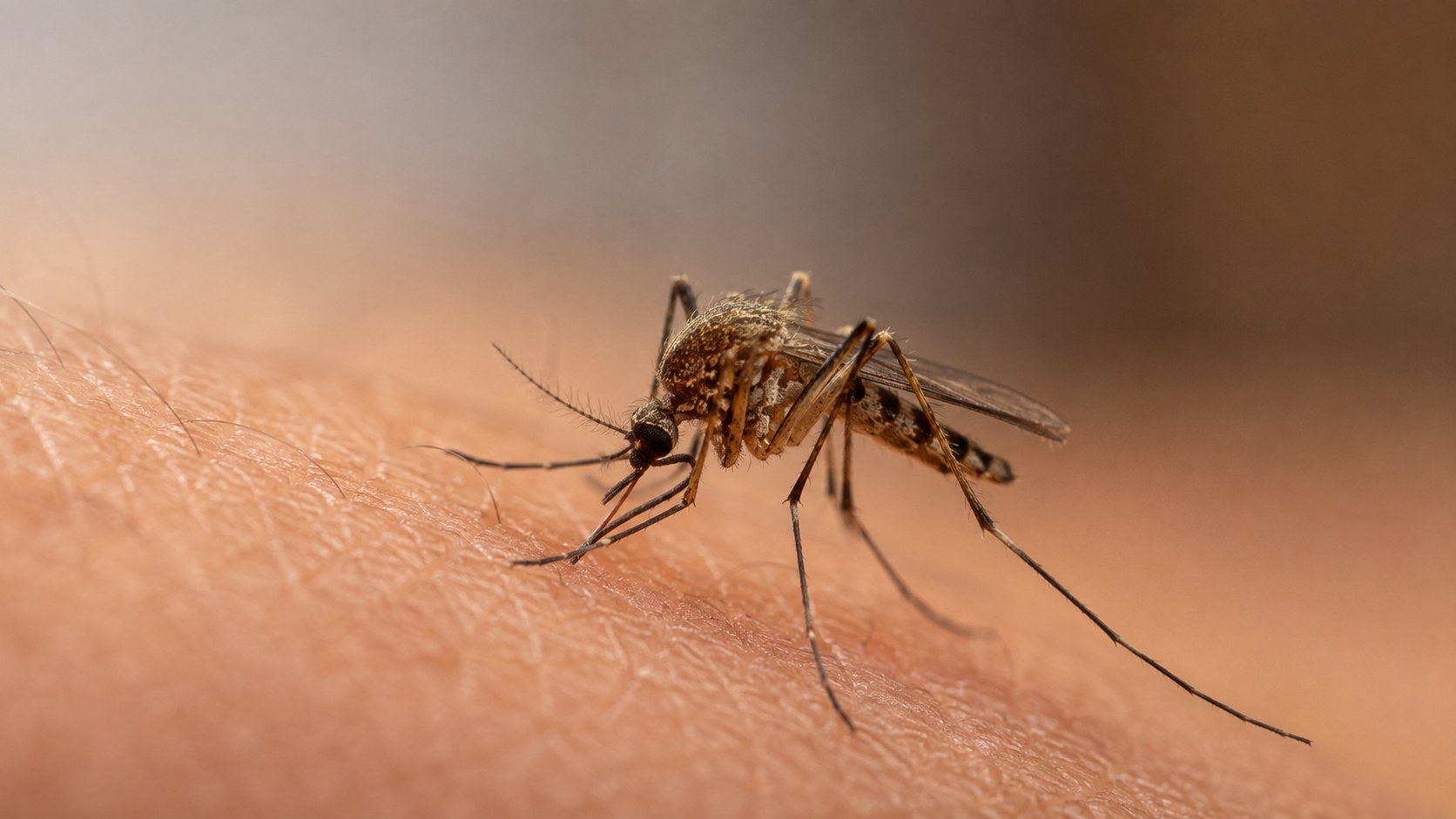 Mosquito sobre a pele humana em imagem aproximada, representando a transmissão da malária.